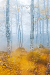 European beech (Fagus sylvatica), beech forest in autumn, colorful foliage in the Cansiglio forest, Alpago, Belluno, Veneto, Italy European beech (Fagus sylvatica), beech forest in autumn, colorful foliage in the Cansiglio forest, Alpago, Belluno, Veneto, Italy
